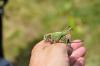 Decticus verrucivorus verrucivorus